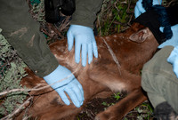 Elk calf capture_0071ws
