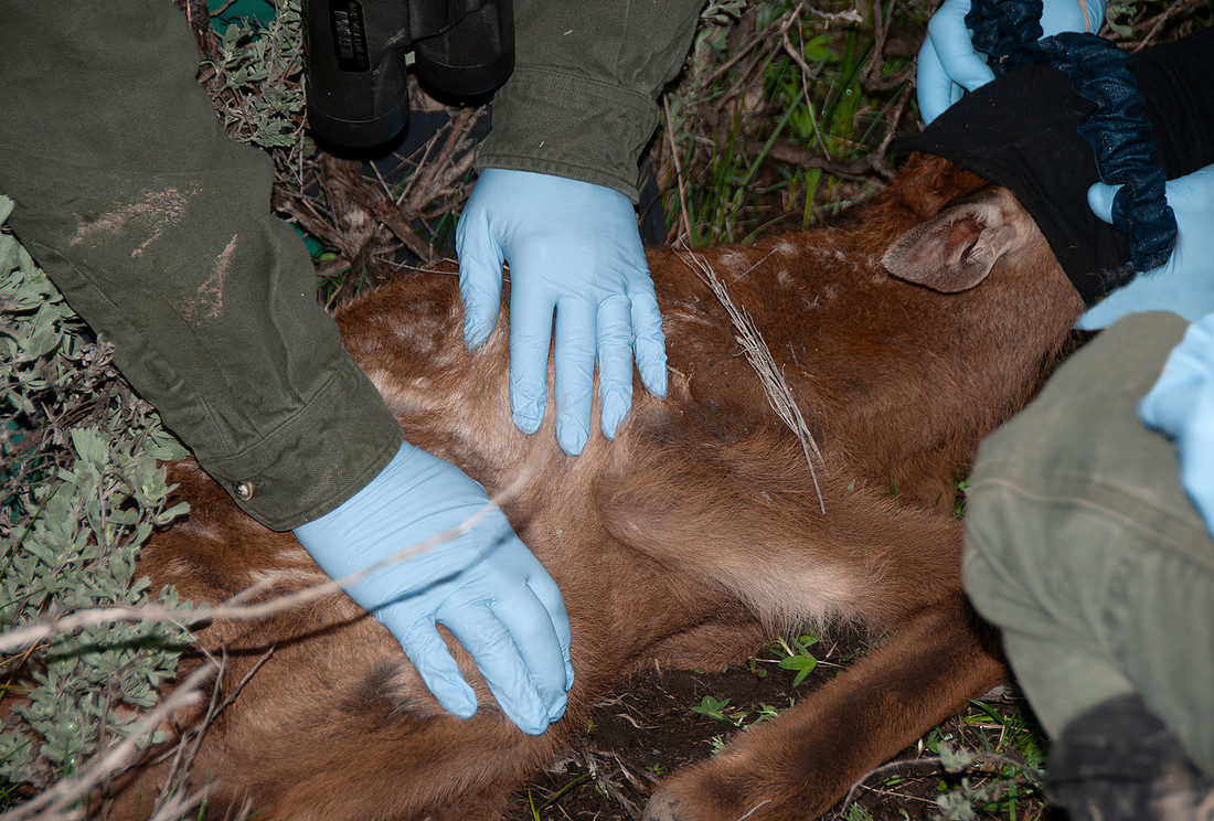 Elk calf capture_0071ws
