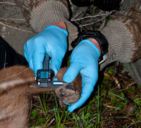 Elk calf capture_0076ws