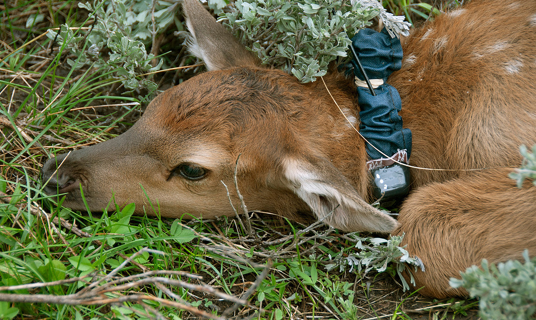 Elk calf capture_0084ws