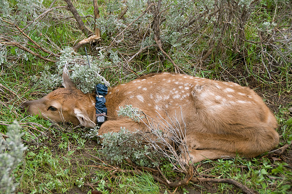 Elk calf capture_0082ws
