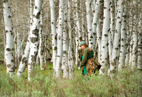 Elk calf capture_0090ws