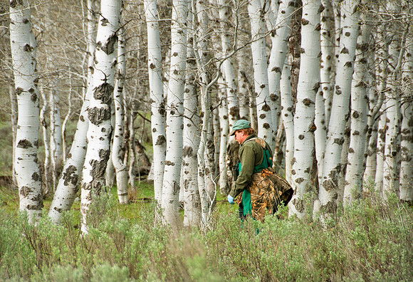 Elk calf capture_0090ws