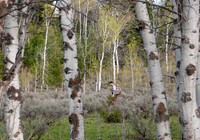 Elk calf capture_0092ws