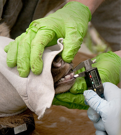 xBorder Elk 5ws