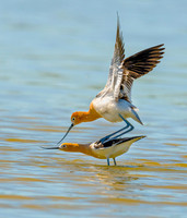 Balance For Life by Jim Shane