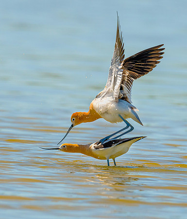 Balance For Life by Jim Shane