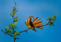 Jim Shane.Nature Version.Extreme Preen