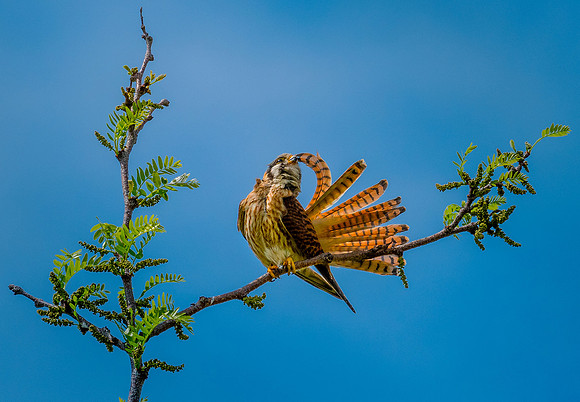 Jim Shane.Nature Version.Extreme Preen