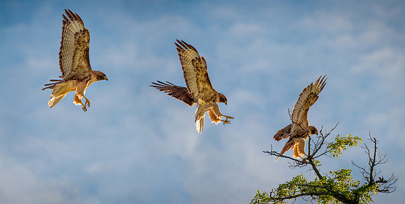Red Tail Cleared For Landing