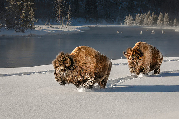 Trail Blazing Bison04