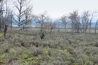 Elk calf capture_0094ws