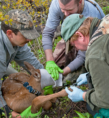 Elk calf capture_0116ws