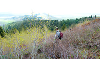 Elk calf capture_0124ws
