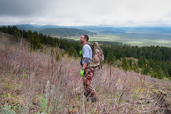 Elk calf capture_0131ws