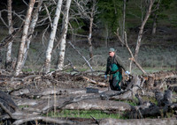 Elk calf capture_0098ws