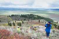 Elk calf capture_0141ws