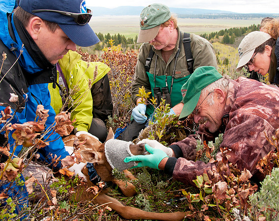 Elk calf capture_0161ws