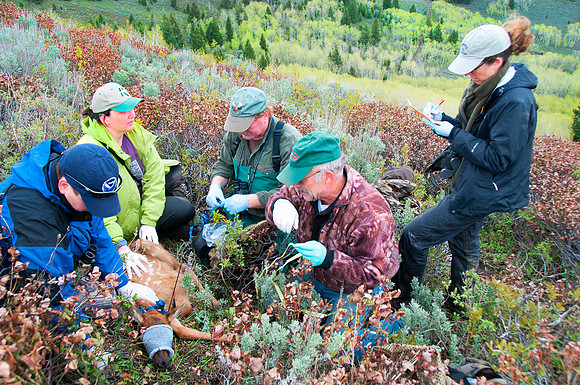 Elk calf capture_0172ws