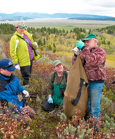 Elk calf capture_0179ws