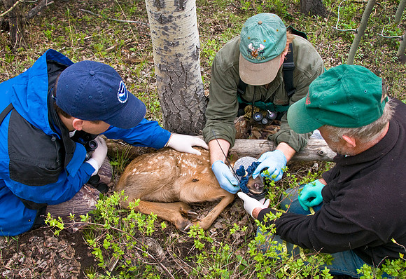 xBorder Elk 9ws