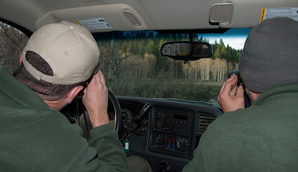 Elk calf capture_0189ws
