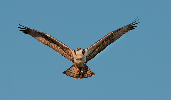 Osprey - Pandion haliaetus _265ws