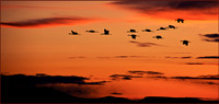 Sandhills At Sunset Shortws
