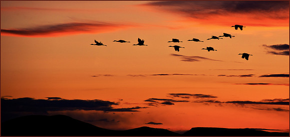 Sandhills At Sunset Shortws