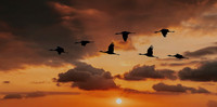 Sunset Sandhills comp ws
