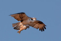 Osprey - Pandion haliaetus _269ws