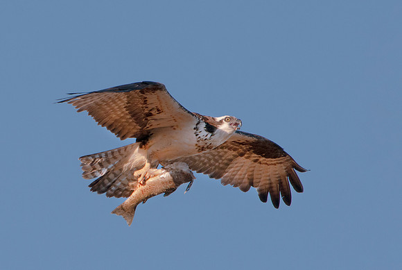 Osprey - Pandion haliaetus _269ws