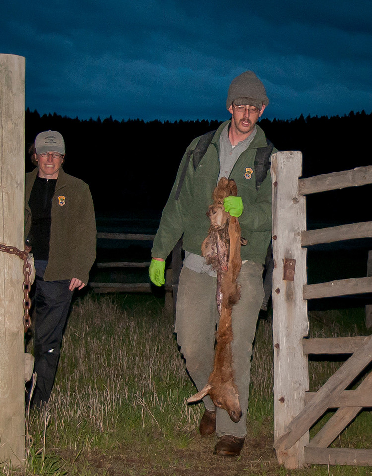 Elk calf capture_0058ws