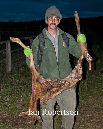 Elk calf capture_0059ws