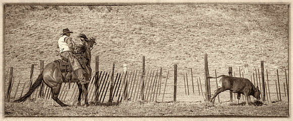 The Calf Roper