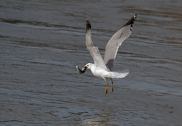 Fishing Gull ws