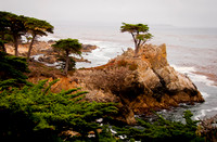 Lone Cypress ws
