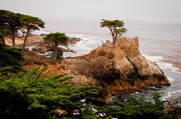 Lone Cypress ws