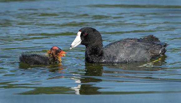 Feeding Coot Baby ws