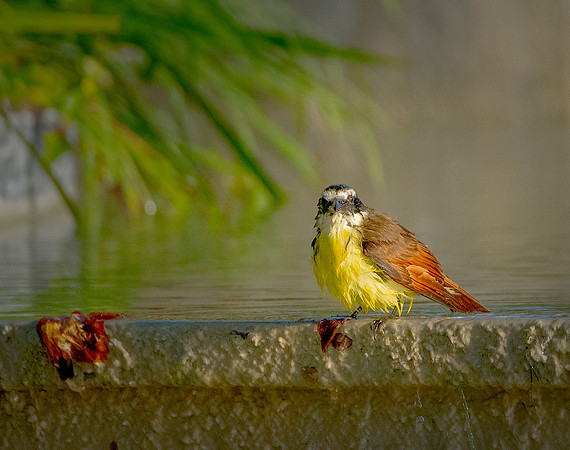 Great Kiskadee wet ws