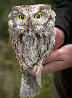 Great Horned Owl, Saw Whet Owl, Western Screech Owl