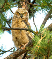 Great Horned Owl nestling ws