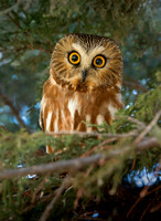 Saw Whet Owl ws