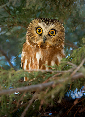 Saw Whet Owl ws