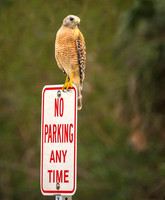 Red Shouldered Hawk ws