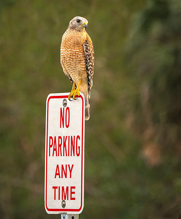 Red Shouldered Hawk ws