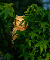 Shy Fledgling