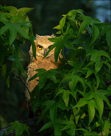 Shy Fledgling