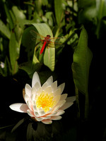 Dragon Lilly ws