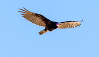 NCA Turkey Vulture ws
